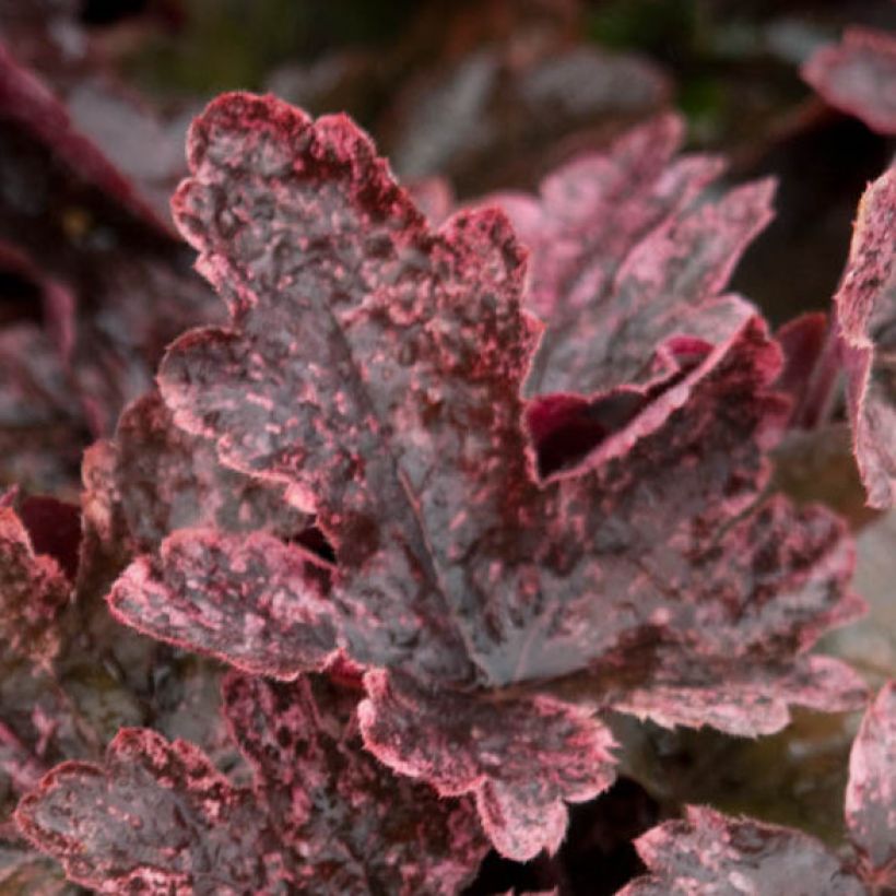 Heucherella Berry Fizz - Purperklokje (Blad)