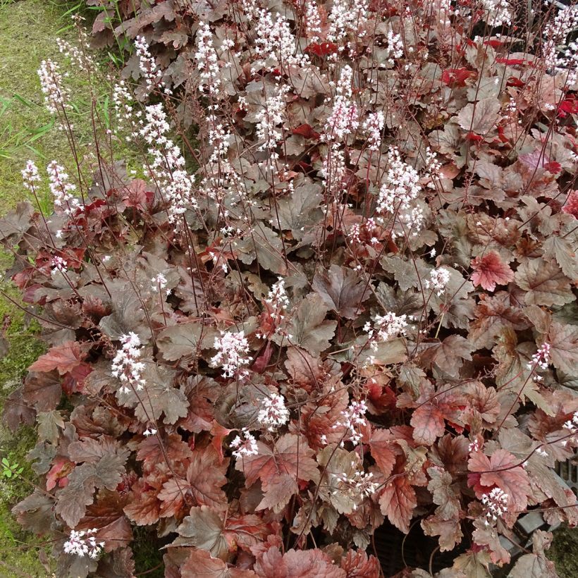 Heucherella Berry Fizz - Purperklokje (Groeiplaats)