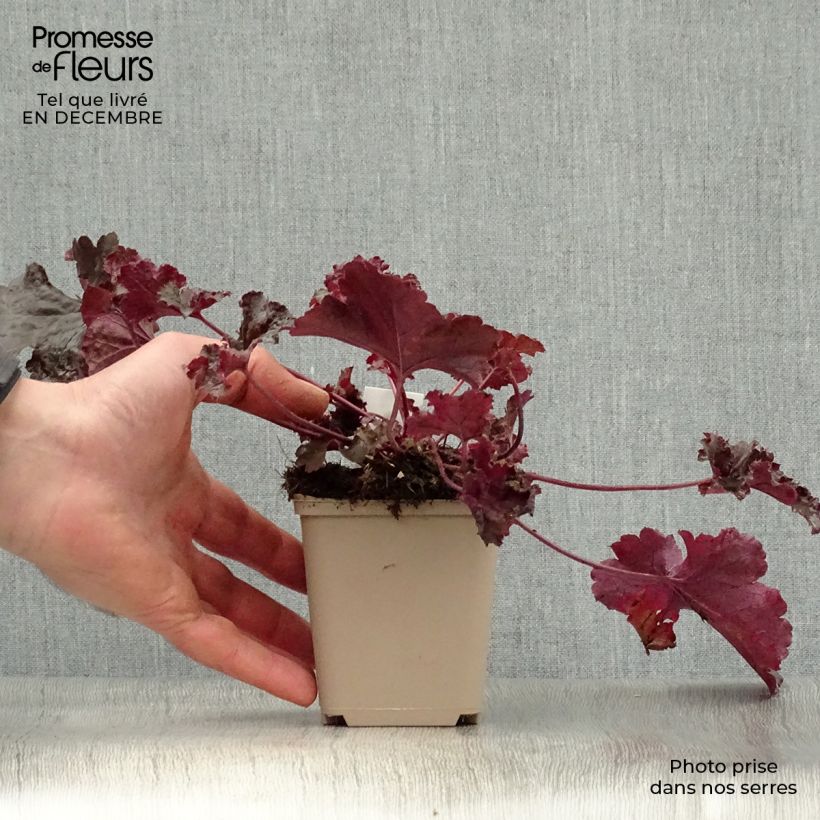 Example of Heuchera Black Beauty - Purperklokje Kweekpotje van 8/9 cm as you get in hiver