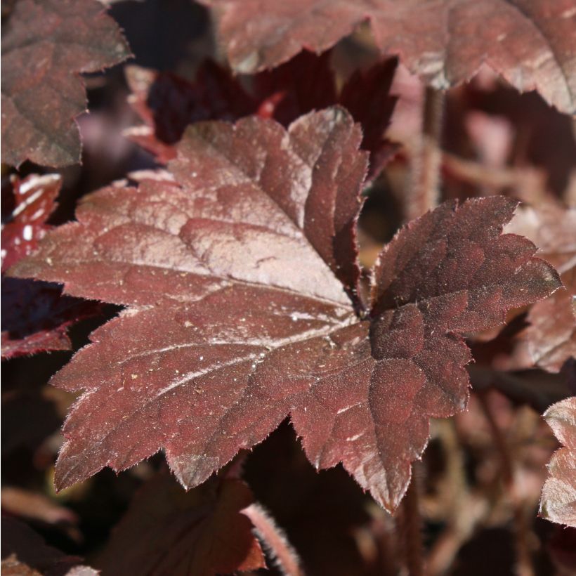 Heuchera Blackout - Purperklokje (Foliage)