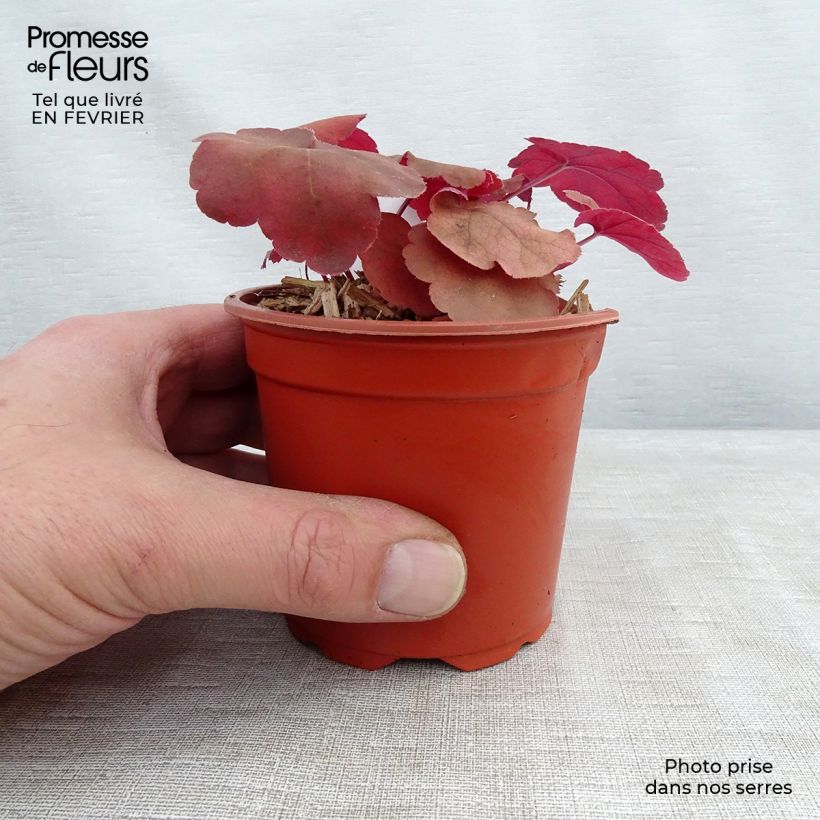 Example of Heuchera Caribbean Sea - Purperklokje Kweekpotje van 8/9 cm as you get in hiver