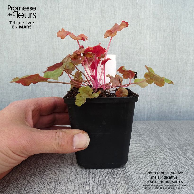 Exemplaar van Heuchera Caribbean Sea - Purperklokje Kweekpotje van 8/9 cm zoals geleverd in de lente
