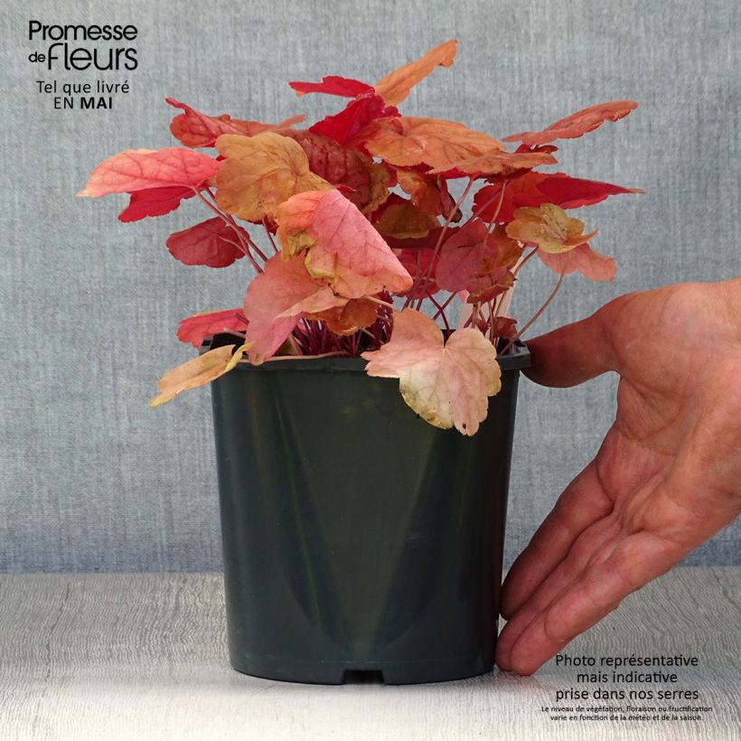 Example of Heuchera Caribbean Sea - Purperklokje Pot van 2 l/3 l as you get in printemps