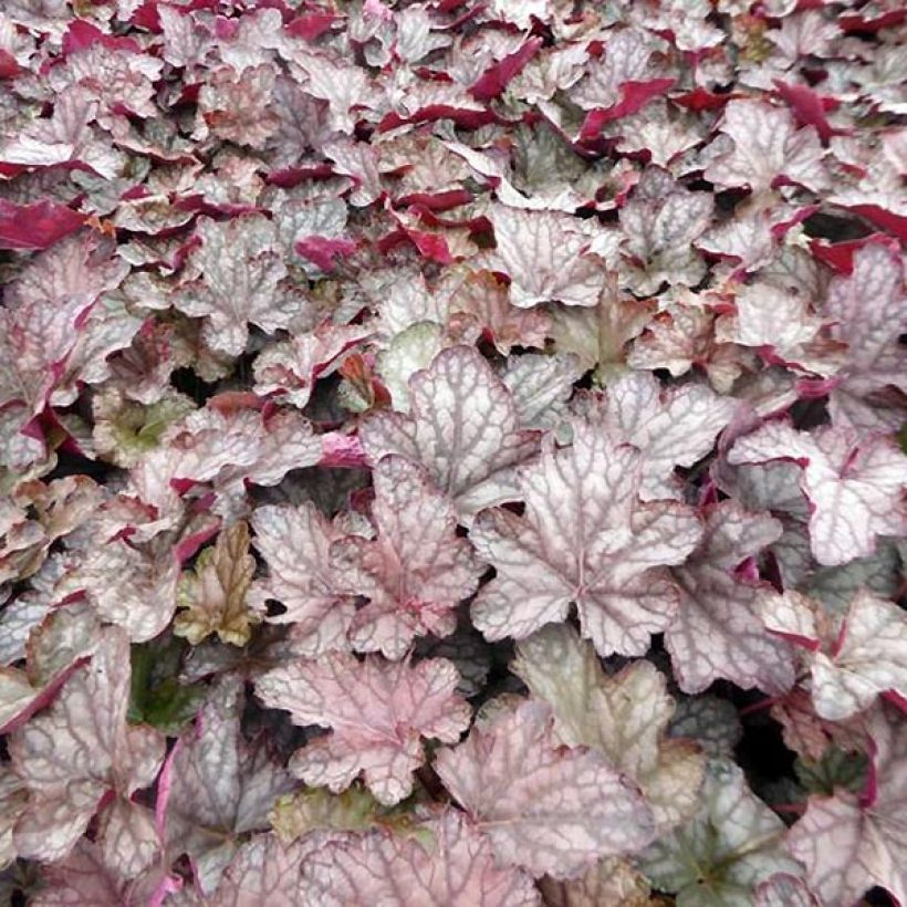 Heuchera Cascade Dawn - Purperklokje (Foliage)