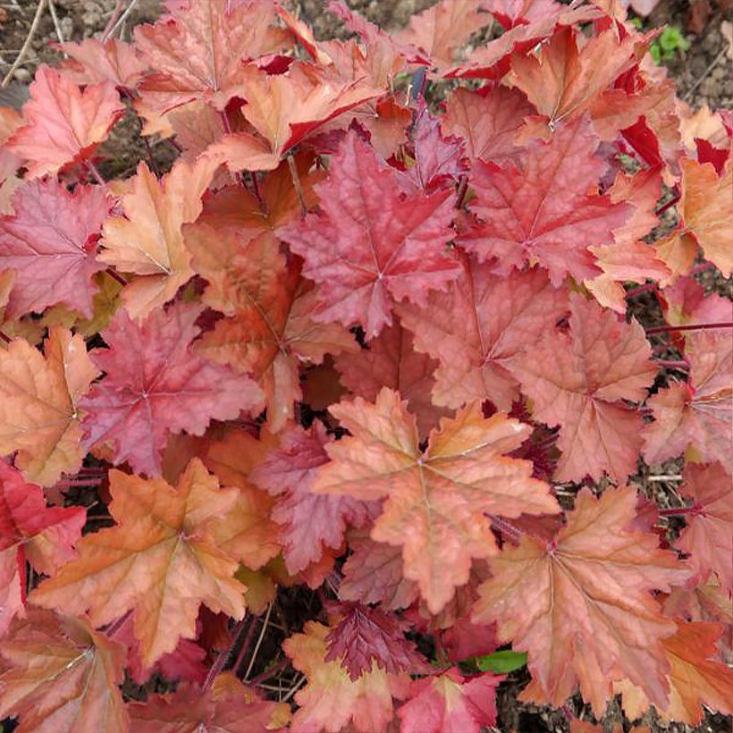 Heuchera Copper Dinosaur - Purperklokje (Foliage)