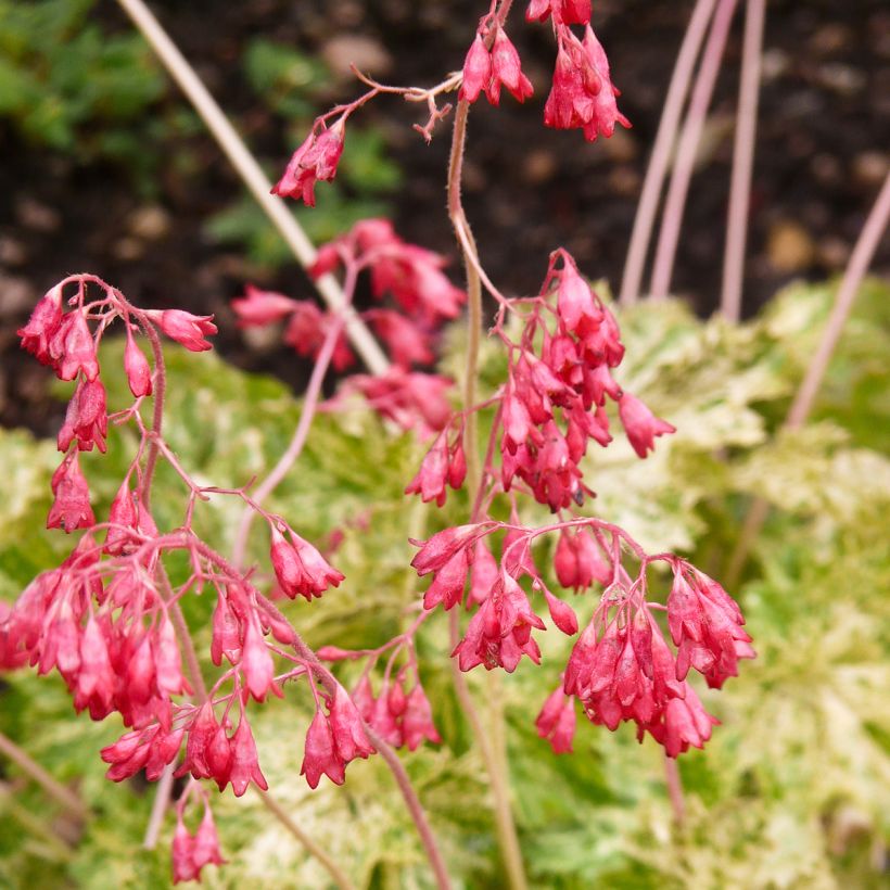 Heuchera Coral Cloud - Purperklokje (Bloei)