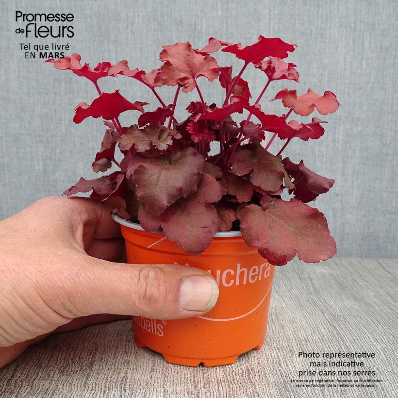 Exemplaar van Heuchera Coral Sea - Purperklokje Kweekpotje van 8/9 cm zoals geleverd in de lente
