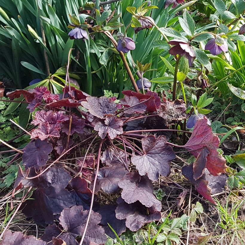 Heuchère Dark Magic (Groeiplaats)