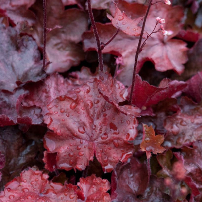 Heuchera Fire Chief - Purperklokje (Foliage)