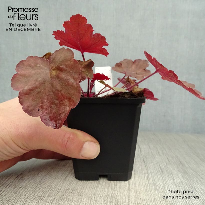 Example of Heuchère - Heuchera Fire Chief Kweekpotje van 8/9 cm as you get in hiver