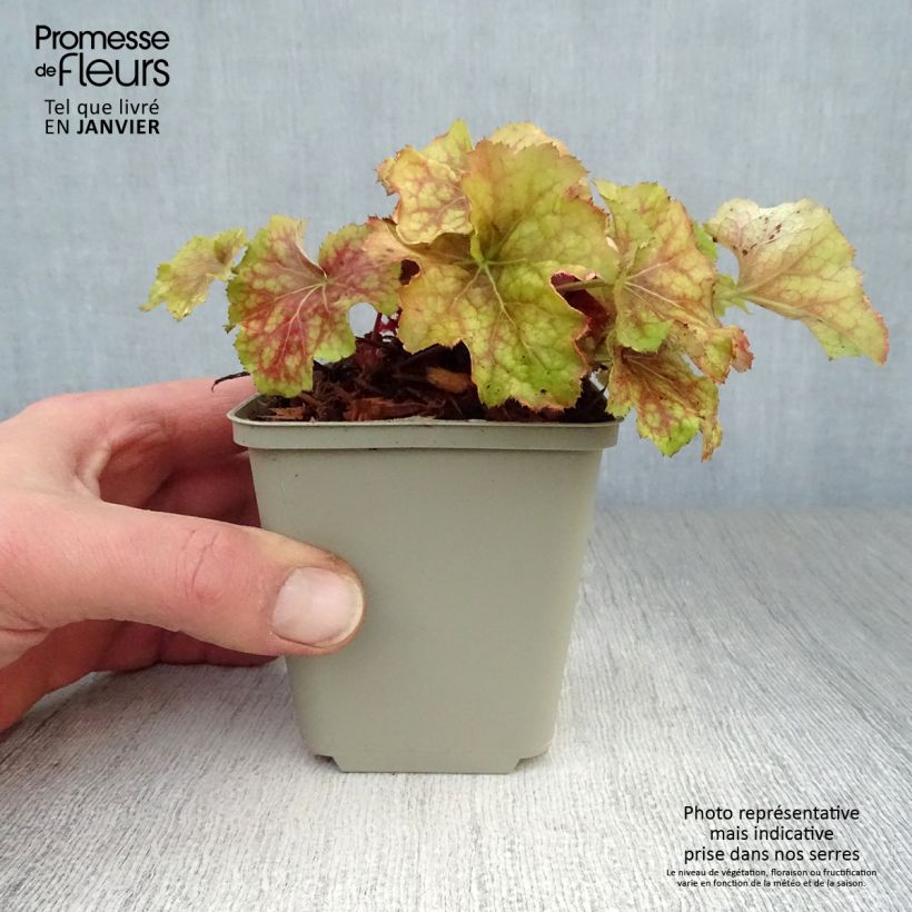 Example of Heuchera Happy Flames - Purperklokje Kweekpotje van 8/9 cm as you get in hiver