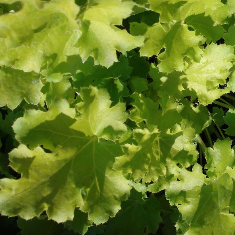 Heuchera Lime Rickey - Purperklokje (Foliage)