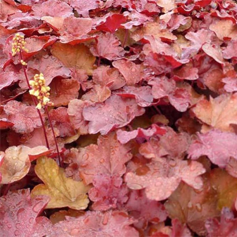 Heuchera Little Cutie Blondie - Purperklokje (Foliage)