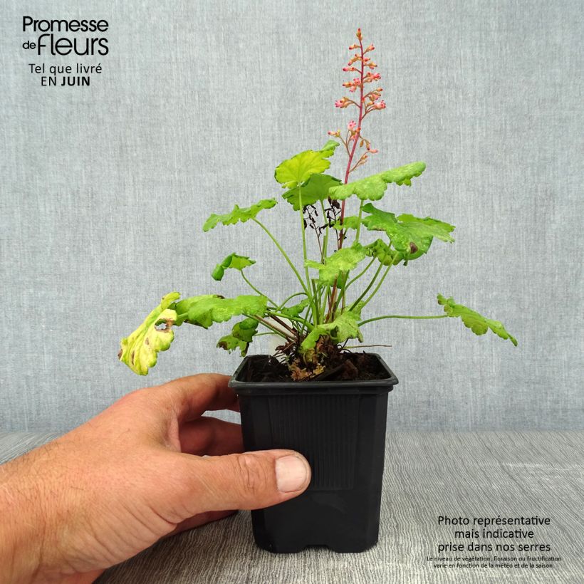 Exemplaar van Heuchera Little Cuties Sweet Tart - Purperklokje Kweekpotje van 8/9 cm zoals geleverd in de zomer