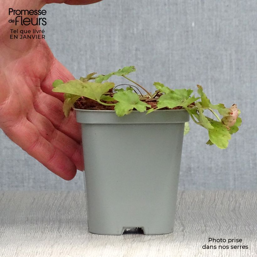 Example of Heuchera Little Cuties Sweet Tart - Purperklokje Kweekpotje van 8/9 cm as you get in hiver