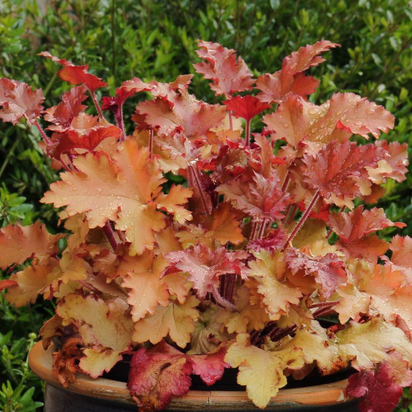 Heuchera Marmelade - Purperklokje (Plant habit)