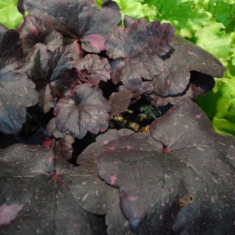 Heuchera Midnight Rose - Purperklokje (Foliage)