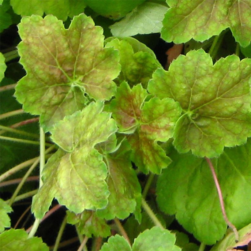 Heuchera Miracle - Purperklokje (Foliage)