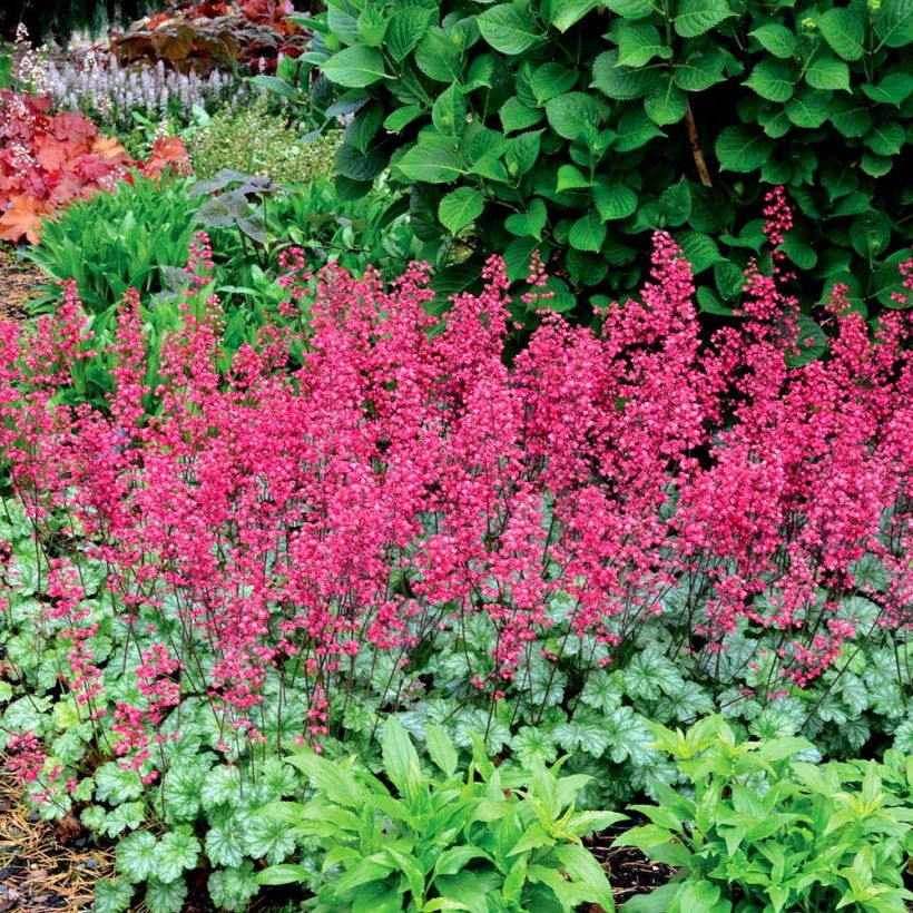 Heuchera Paris - Purperklokje (Plant habit)