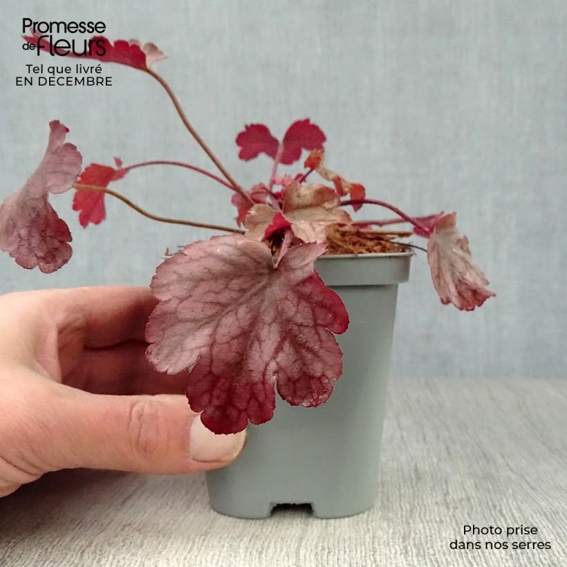 Example of Heuchera Peach flambé - Purperklokje Kweekpotje van 8/9 cm as you get in hiver