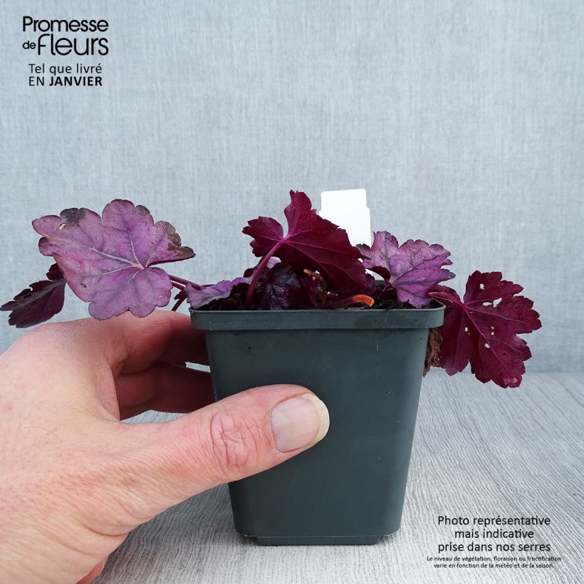 Example of Heuchera Pink Panther - Heuchère Kweekpotje van 8/9 cm as you get in hiver