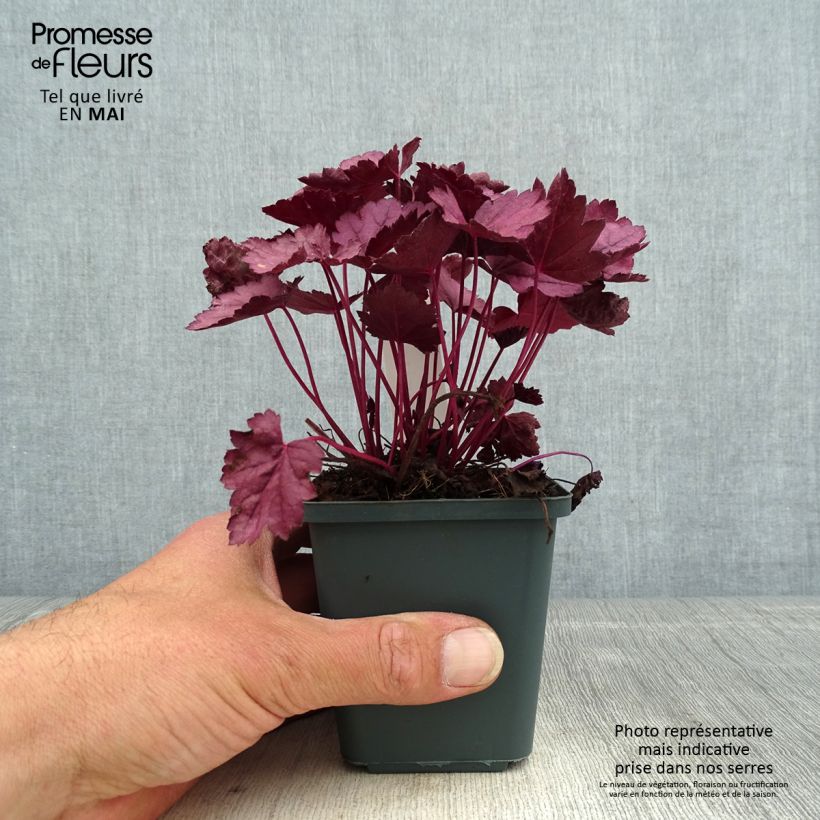 Exemplaar van Heuchera Pink Panther - Purperklokje Kweekpotje van 8/9 cm zoals geleverd in de lente