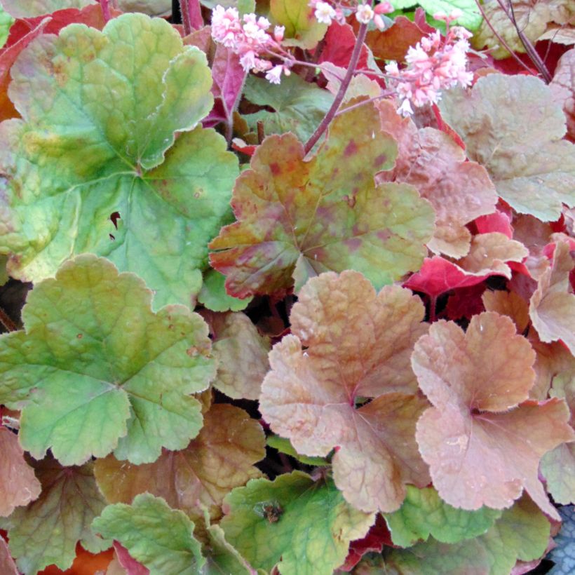Heuchera Pink Pearls - Purperklokje (Blad)
