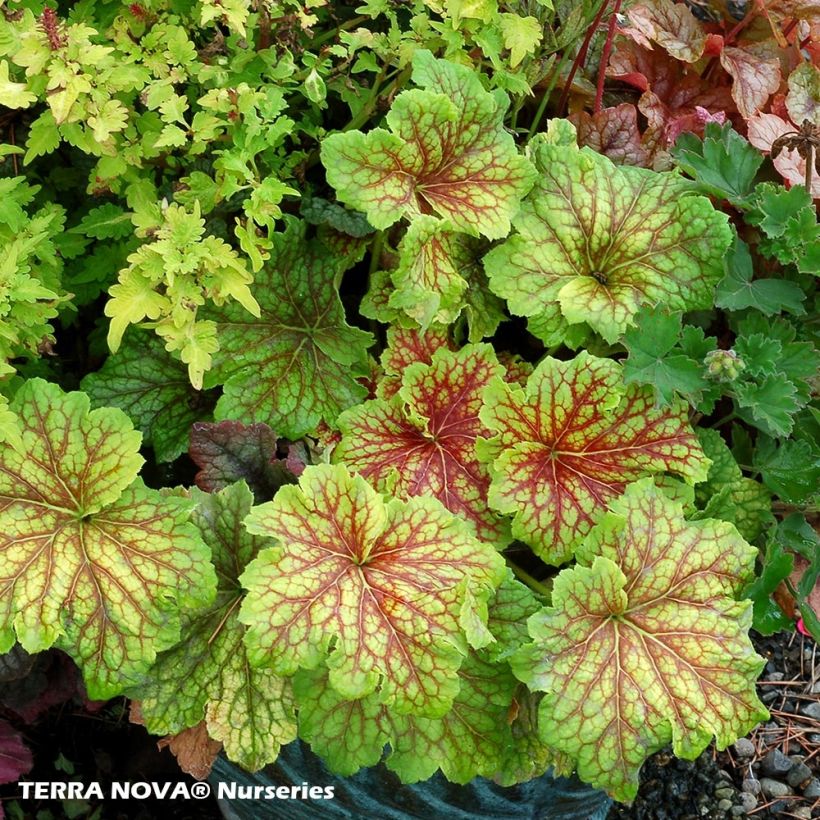 Heuchera Red Lightning - Purperklokje (Plant habit)