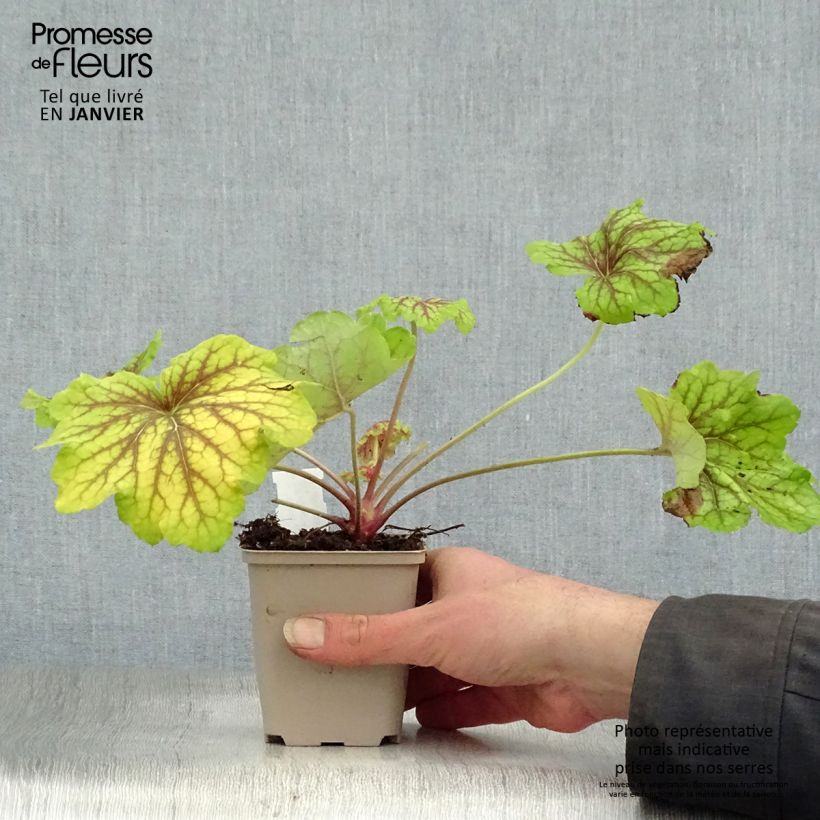 Example of Heuchera Red Lightning - Purperklokje Kweekpotje van 8/9 cm as you get in hiver
