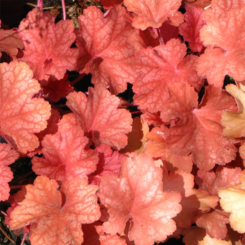 Heuchera Rio - Purperklokje (Foliage)