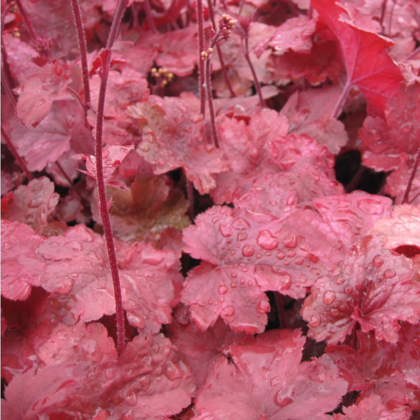 Heuchera Root Beer - Purperklokje (Foliage)