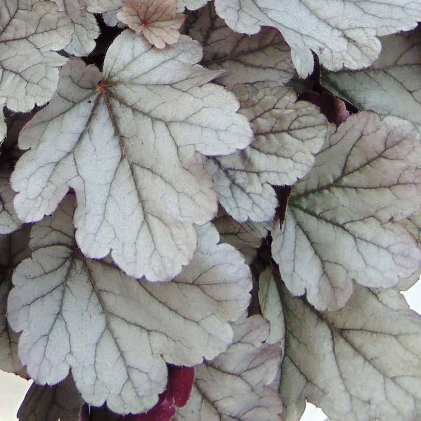 Heuchera Silver Gumdrop - Purperklokje (Foliage)