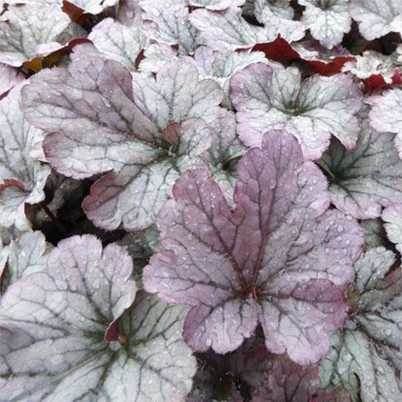 Heuchera Sloeberry - Purperklokje (Blad)