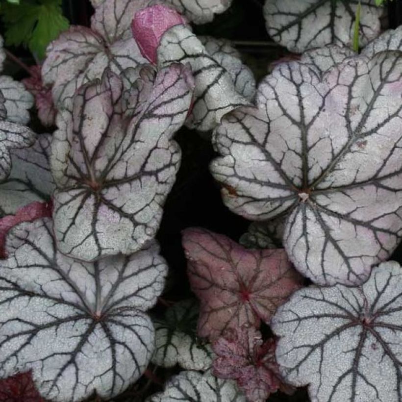 Heuchera Sugar Plum - Purperklokje (Foliage)