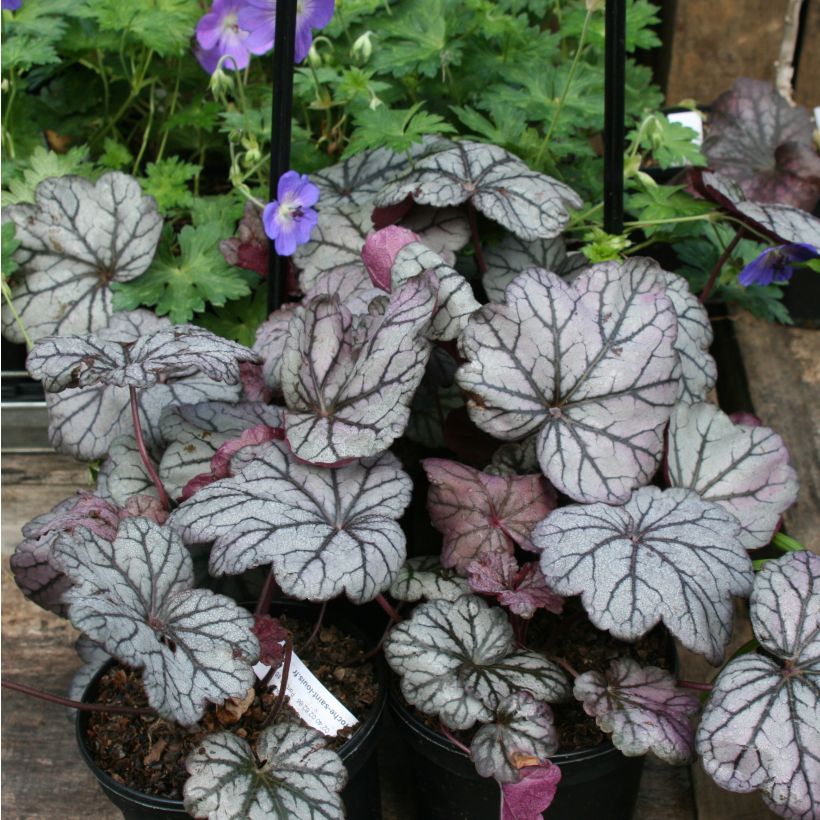 Heuchera Sugar Plum - Purperklokje (Plant habit)
