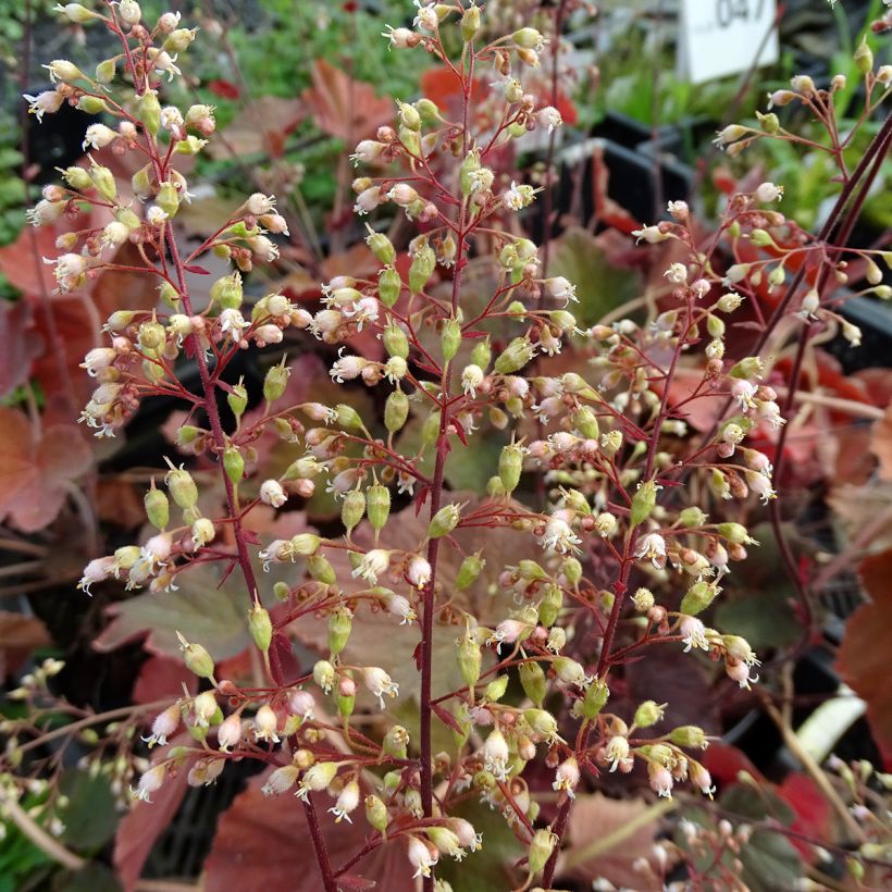 Heuchera XXL - Purperklokje (Flowering)
