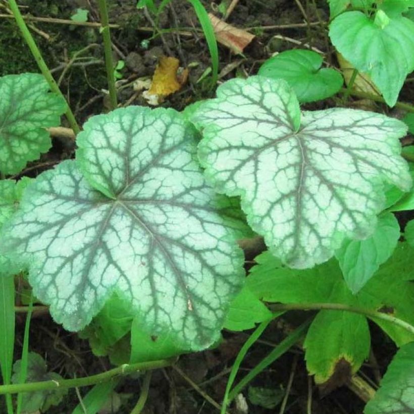 Heuchera americana Dales Strain - Purperklokje (Foliage)