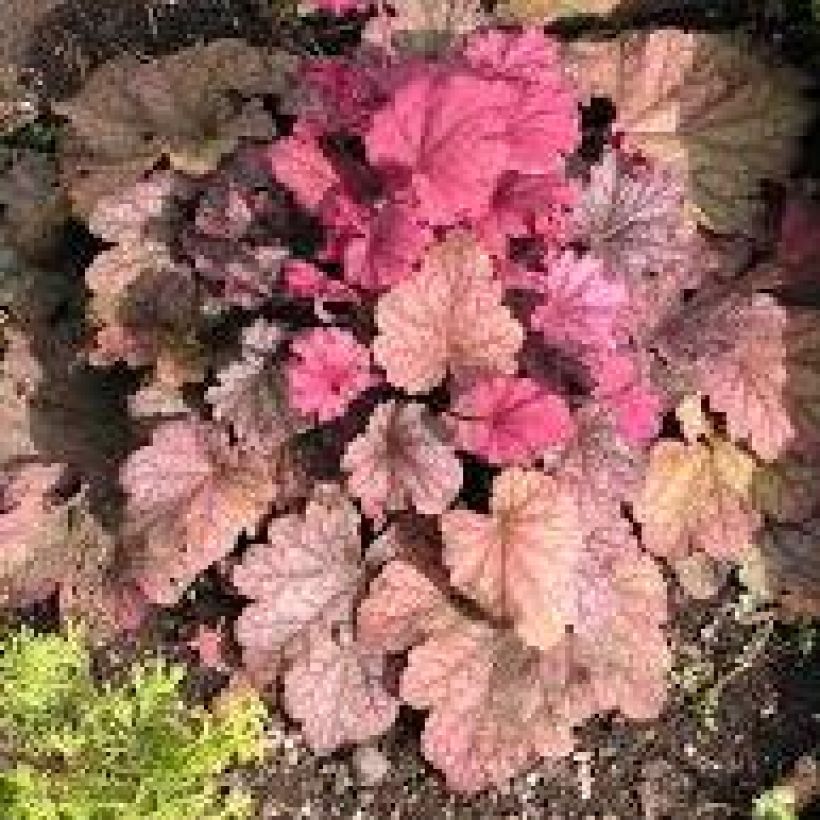 Heuchera Berry Smoothie - Purperklokje (Plant habit)