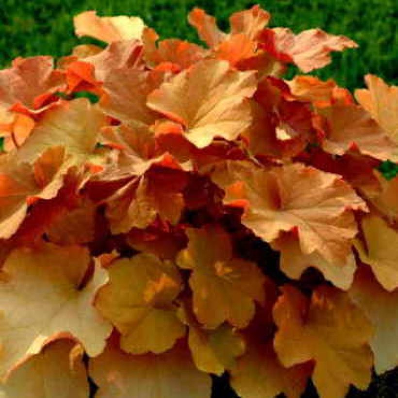 Heuchera Caramel - Purperklokje (Plant habit)