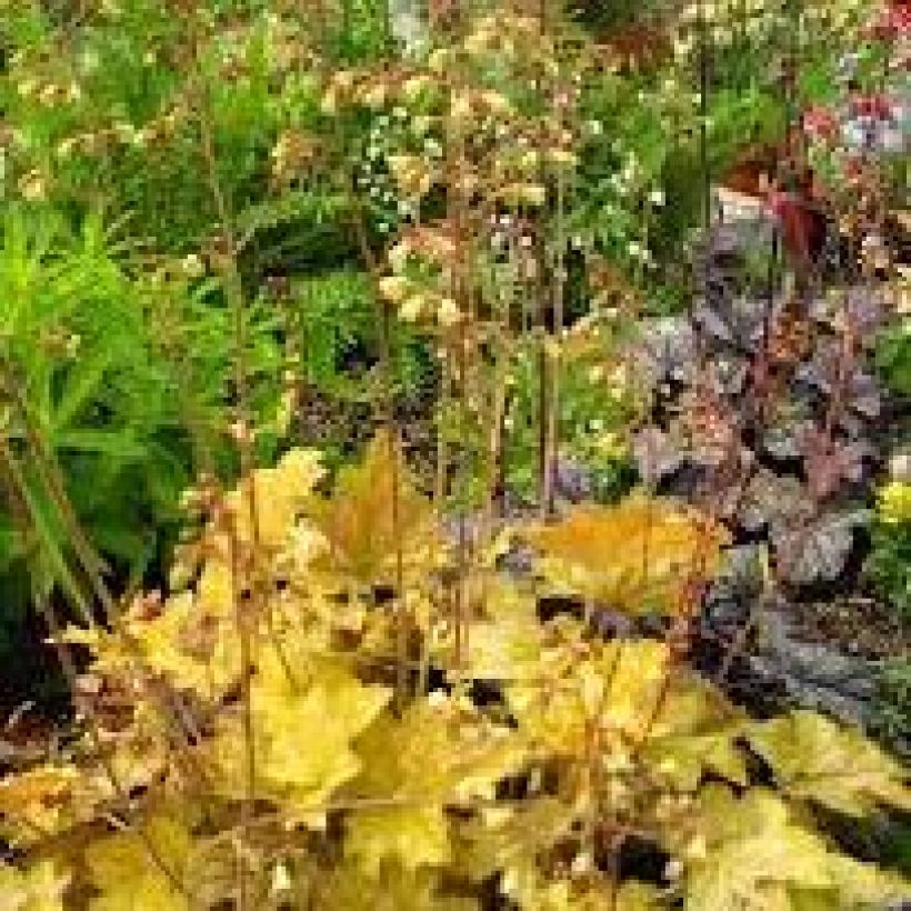 Heuchera Ginger Ale - Purperklokje (Plant habit)
