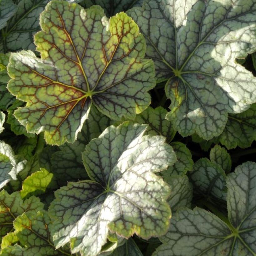 Heuchera Green Spice - Purperklokje (Foliage)