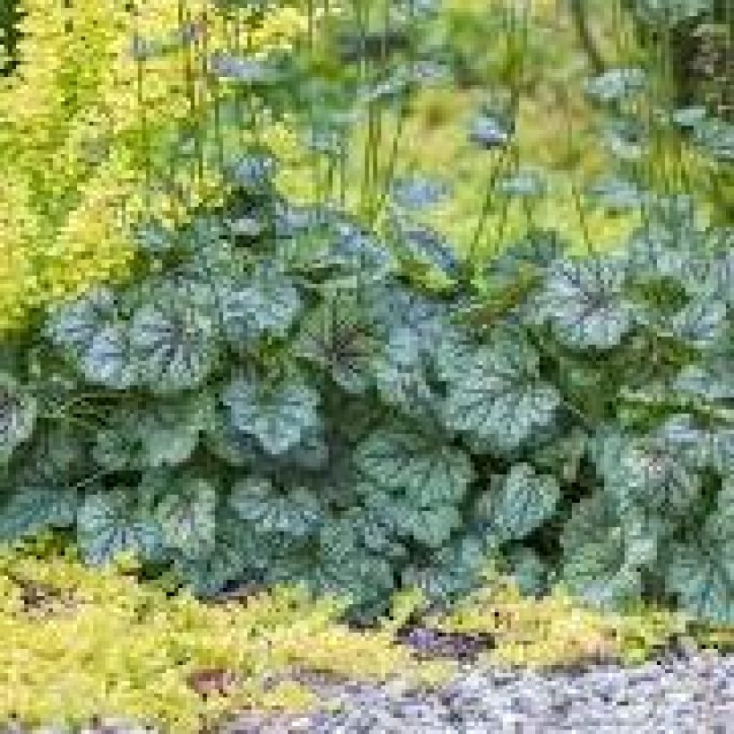 Heuchera Green Spice - Purperklokje (Plant habit)