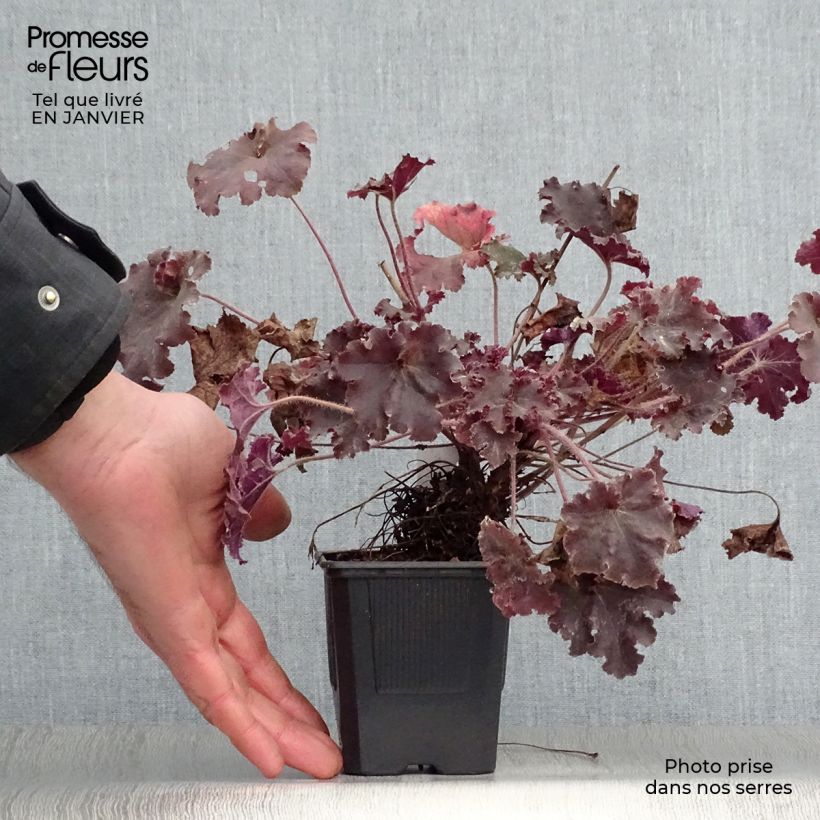 Example of Heuchera micrantha Cappuccino - Heuchère bronze Kweekpotje van 8/9 cm as you get in hiver