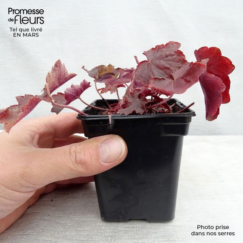 Example of Heuchère pourpre- Heuchera micrantha Palace Purple Kweekpotje van 7/8 cm as you get in hiver