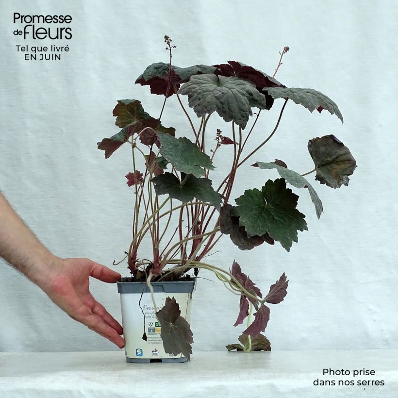Exemplaar van Heuchera micrantha Palace Purple - Purperklokje Pot van 2 l/3 l zoals geleverd in de zomer
