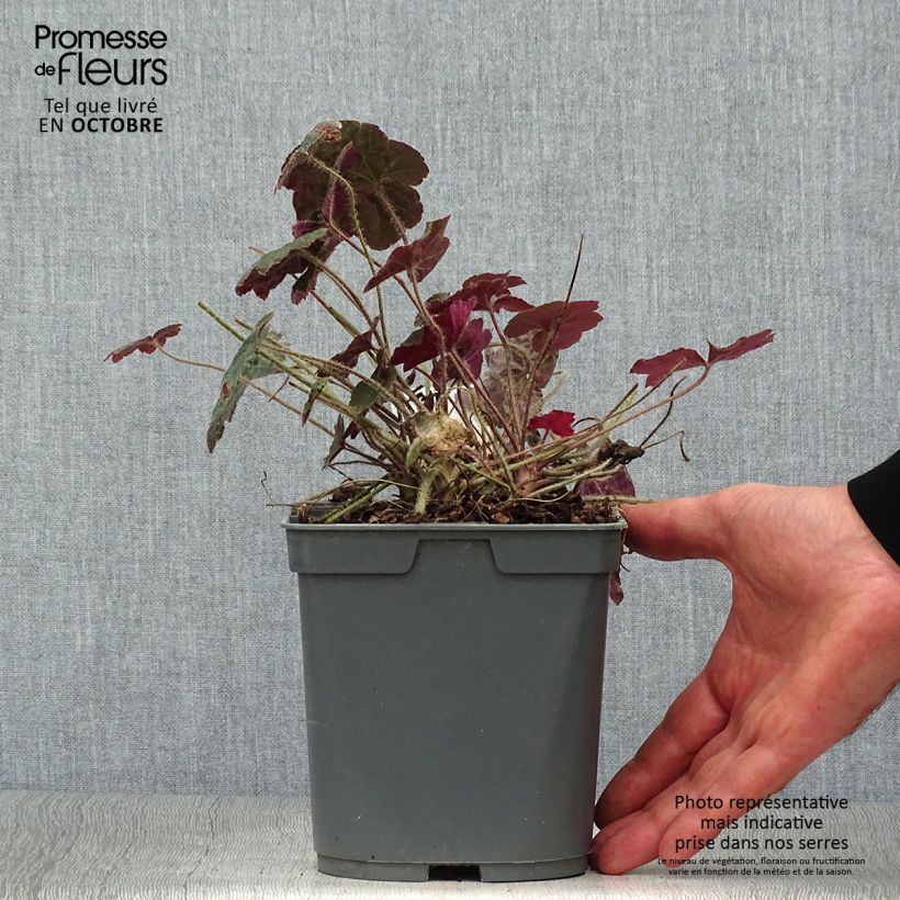 Exemplaar van Heuchera micrantha Palace Purple - Purperklokje Pot van 2 l/3 l zoals geleverd in de herfst