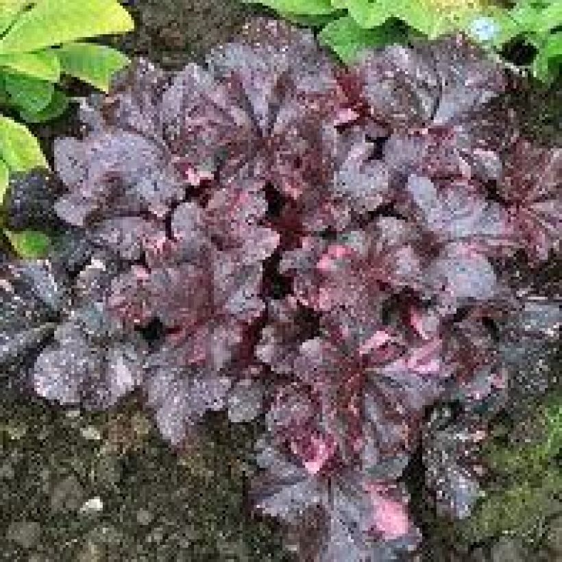 Heuchera Midnight Rose - Purperklokje (Plant habit)