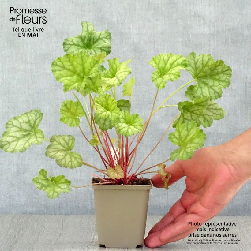 Exemplaar van Heuchera Mint Frost - Purperklokje Kweekpotje van 8/9 cm zoals geleverd in de lente