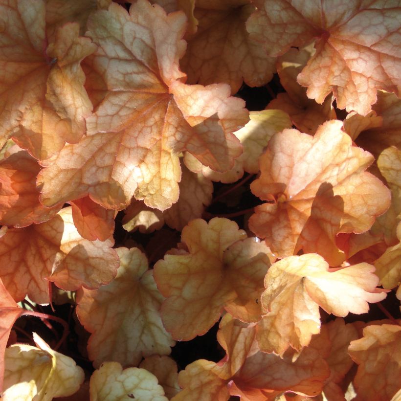 Heuchera Paprika - Purperklokje (Foliage)