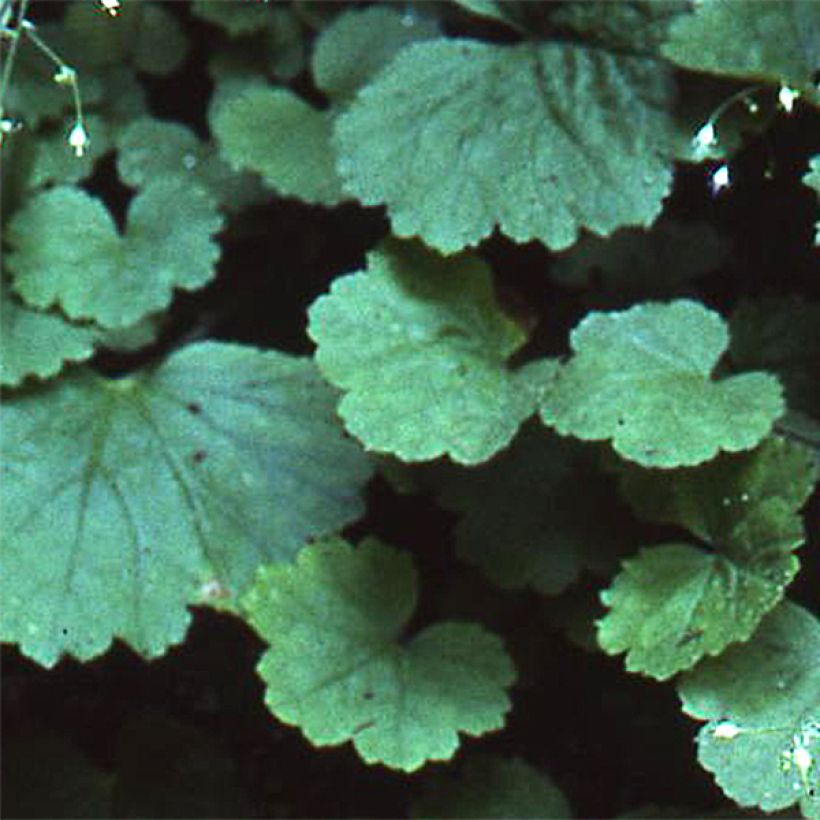 Heuchera parvifolia var. nivalis - Purperklokje (Blad)